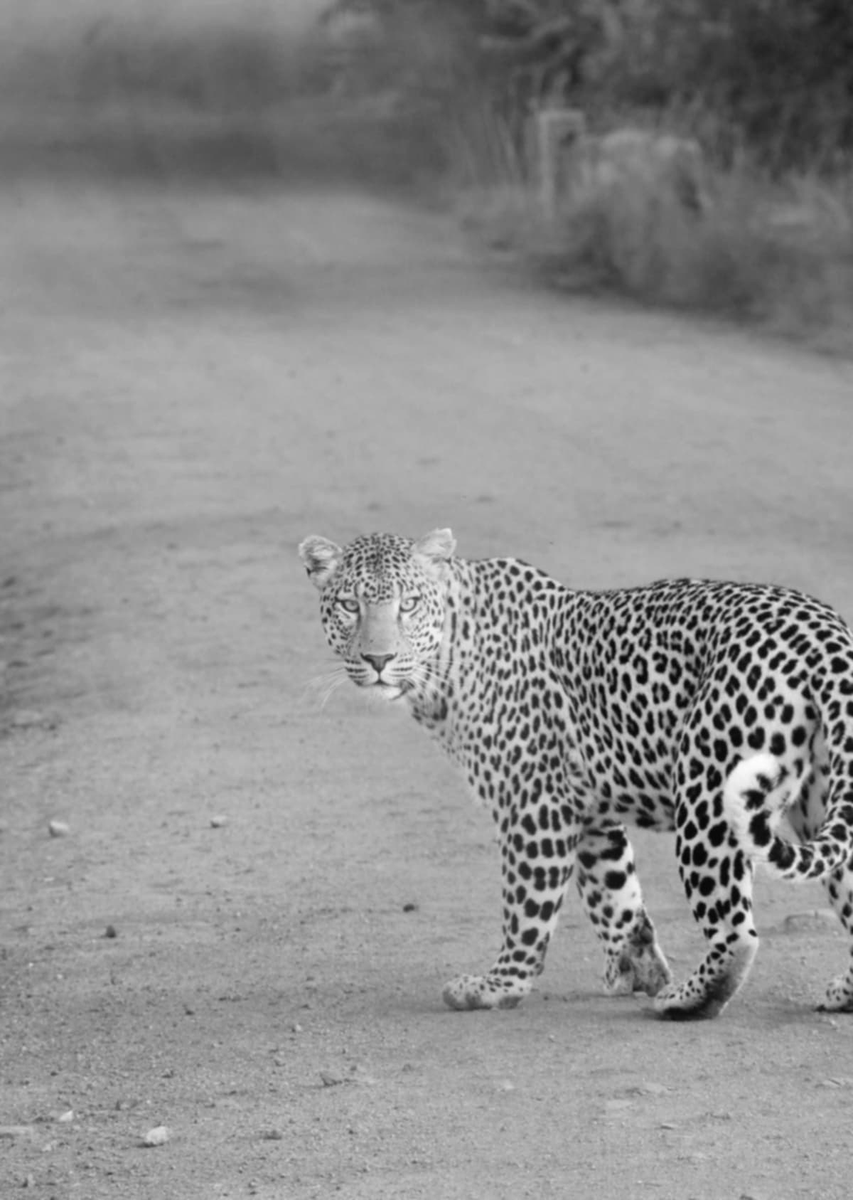 Cover image for "Penampakan Langka Macan Tutul Terekam Kamera di Pegunungan Sanggabuana"